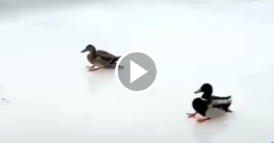 Video: Vịt trời hạ cánh như máy bay trên sân băng