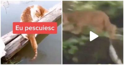 Video: Chú mèo câu cá bằng đuôi ngoạn mục
