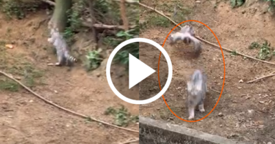 Video: Mèo cưng bị gà mẹ rượt vì trêu gà con