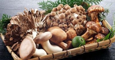 6 loại nấm nên ăn thường xuyên, giúp chữa được nhiều chứng bệnh hiệu quả
