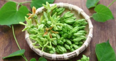7 lợi ích của cây thiên lý đối với sức khỏe con người