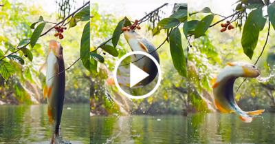 Video: Cận cảnh chú cá búng mình khỏi mặt nước hái quả trên cành cây