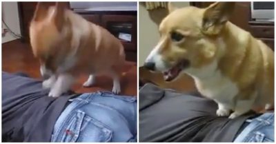 Clip: Chó cưng chân ngắn vẫn cật lực mát xa cho chủ