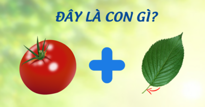 Đuổi hình bắt chữ: Đây là con gì?