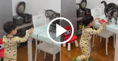 Video: Mèo nhảy lên tủ lạnh đẩy đồ ăn xuống cho cậu chủ khi được nhờ vả