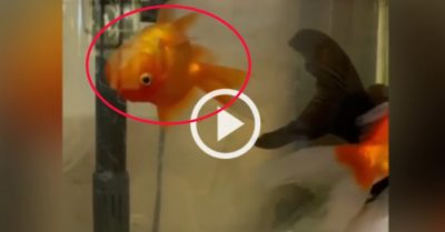 Video: Con cá bơi ngửa khiến gia chủ hoang mang