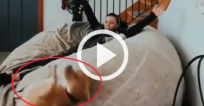 Video: Chó cưng ngã ngửa vì bắt chước cô chủ