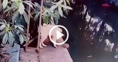 Video: Cún con “hất văng” chuột xuống hồ