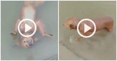 Clip: Chó cưng ‘giả chết’ nổi lềnh phềnh trên sông khiến chủ hoảng hốt