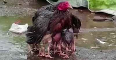 Video: Gà mẹ chịu ướt đứng che chở đàn con giữa trời mưa