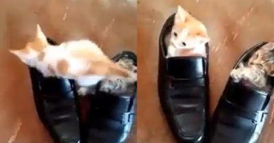 Video: Mèo con tìm mọi cách để chui vào chiếc giày