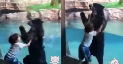 Video: Cậu bé và gấu khổng lồ nhảy cùng nhau qua cửa kính