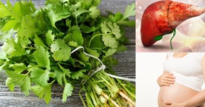 8 điều cần lưu ý khi ăn rau mùi, cần biết để tránh gây hại cho sức khỏe