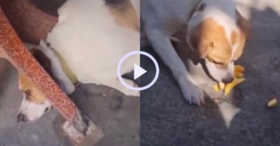 Video: Chó cưng hờn dỗi vì chủ chưa chịu cho ăn mít
