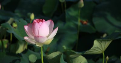 Học tiếng Trung: Mỗi ngày 10 từ vựng có trong sách Chuyển Pháp Luân – P328