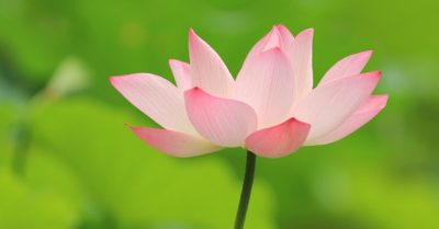 Học tiếng Trung: Mỗi ngày 10 từ vựng có trong sách Chuyển Pháp Luân – P315