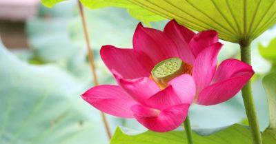 Học tiếng Trung: Mỗi ngày 10 từ vựng có trong sách Chuyển Pháp Luân – P311