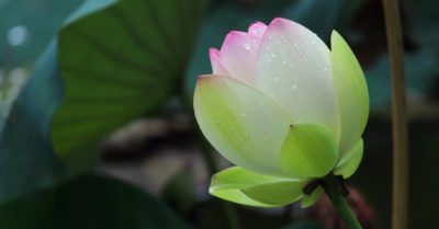 Học tiếng Trung: Mỗi ngày 10 từ vựng có trong sách Chuyển Pháp Luân – P309