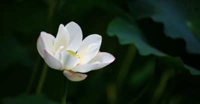 Học tiếng Trung: Mỗi ngày 10 từ vựng có trong sách Chuyển Pháp Luân – P307