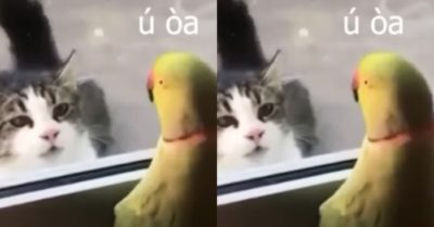 Video: Hài hước chú vẹt và mèo chơi ú ùa qua ô cửa kính