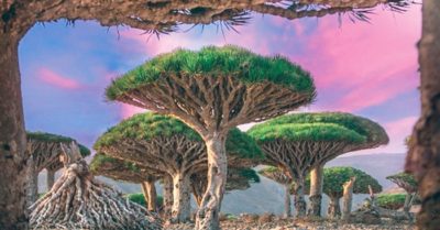 Video: Khám phá Socotra, hòn đảo kỳ lạ nhất hành tinh