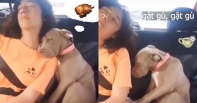 Video: Cún cưng đi xe cũng ngủ gật như ai