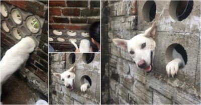 Khổ chủ đập tường vì chó cưng nghịch dại chui vào lỗ