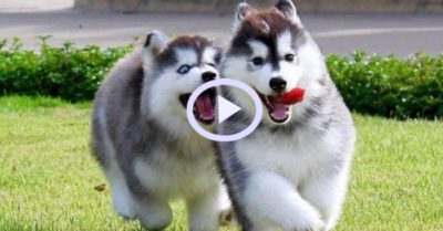 Video: Có nên nuôi một em ngáo Husky không?