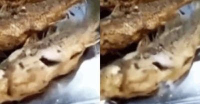 Video: Cá rán chín vẫn còn giãy đành đạch khiến người xem hoảng hốt