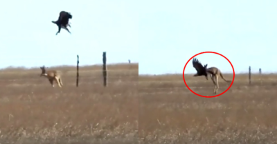 Video: Đại bàng tấn công kangaroo và cái kết bất ngờ