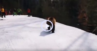 Video: Người đàn ông dụ con gấu, giải cứu đoàn khách