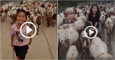 Video: Cô bé thủ lĩnh của đàn dê 300 con