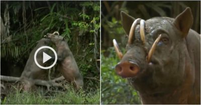 Video: Loài lợn có răng nanh kỳ quái, mọc ngược xuyên thủng hộp sọ