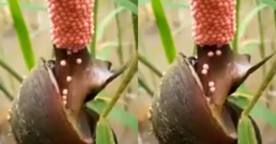 Video ghi lại cận cảnh ốc bươu vàng đẻ trứng