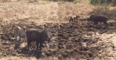 Video: Quá nhát gan, báo săn bị lợn rừng đuổi
