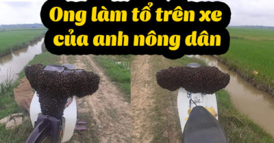 Ong làm tổ trên xe của anh nông dân khi ra đồng làm ruộng