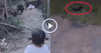 Video: Chú chó chạy thục mạng khi nghe tiếng hét bé gái