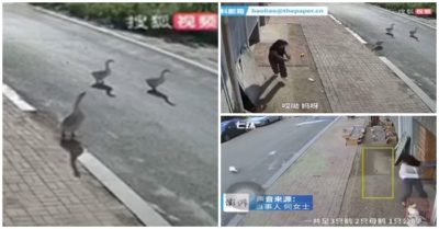 Clip: Người phụ nữ bị ngỗng “truy đuổi” suốt nửa năm trời