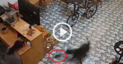 Video: Chú chó cưng chạy bắt con chuột khiến cô chủ ngã sõng soài