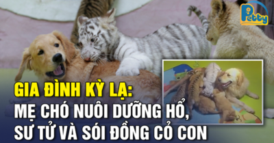 Gia đình kỳ lạ: Mẹ chó nuôi dưỡng hổ, sư tử, sói đồng cỏ con