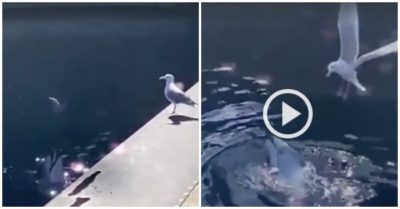Video: Cá heo suýt mất con mồi vì trêu ngươi chim