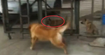 Video: Bật cười với hành động thị uy của những chú chó “anh hùng rơm”
