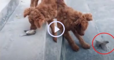 Video: Chú chó bất lực đuổi theo khi bị chim sẻ lừa cho vố đau