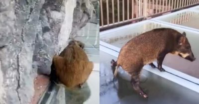 Video: Lợn rừng hoảng hốt vì chạy nhầm lên cầu kính