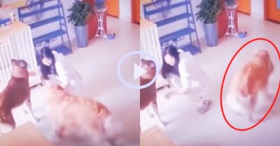 Video: Chó gâu đần nhảy cẫng lên mừng rỡ khi thấy chủ phạt husky