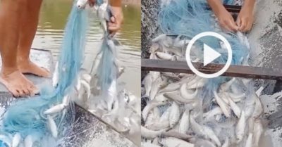Video: Người thanh niên trúng đậm được mẻ lưới cá linh
