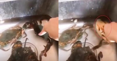 Video: Cô gái bị trả giá ngay lập tức vì trêu chọc những con cua
