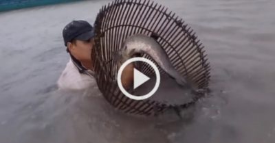 Video: Cách bắt cá lóc khủng độc đáo ở miền Tây