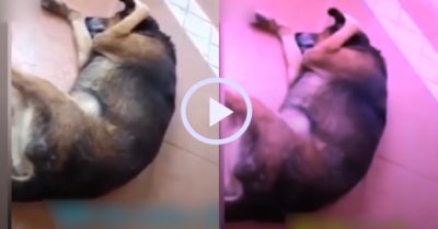 Video: Chó cưng đau khổ bịt tai khi nghe chủ nhân chơi nhạc