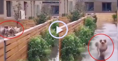 Video: Mèo ngơ ngác khi thấy con chó dùng ‘khinh công’ qua đường ngập